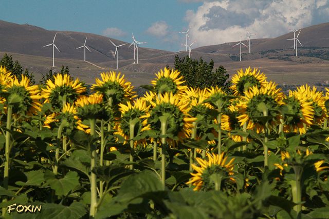 album/059 girasoli curiosi.JPG